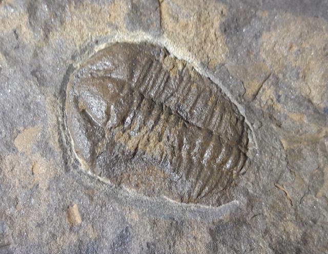 Conocoryphe cirina (BARRANDE 1846) - Bild © FossNet FossilienStore